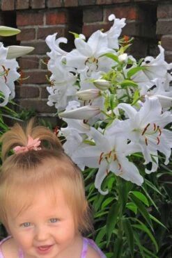 Casablanca Oriental Lily - 1 Gallon Pot 13 Casablanca Oriental Lily - 1 Gallon Pot -Green Haven Shop Lilium Casablanca 8