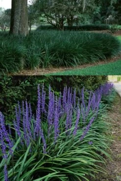 Big Blue Lilyturf - Liriope Muscari - 18 Count Flat Of Pint Pots -Green Haven Shop Liriope Big Blue 13 1