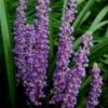 Royal Purple Liriope - Lilyturf - 3 Pack Of Pint Pots