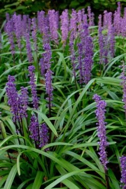 Royal Purple Liriope - Lilyturf - 3 Pack Of Pint Pots -Green Haven Shop Liriope Royal Purple 500x750 1