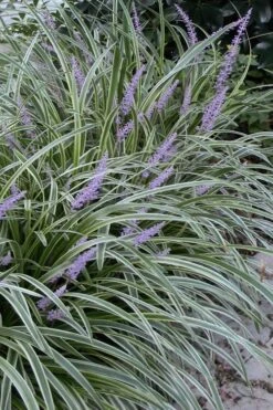 New Products 3 Silvery Sunproof Variegated Liriope - Lilyturf - 6 Pack Of 1 Gallon Pots