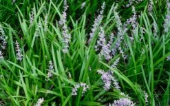 Creeping Lilyturf - Liriope Spicata - 10 Pack Of Pint Pots -Green Haven Shop Liriope Spicata 50 1