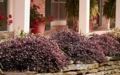 Purple Pixie Loropetalum - 1 Gallon Pot -Green Haven Shop Loropetalum Purple Pixie 102 2