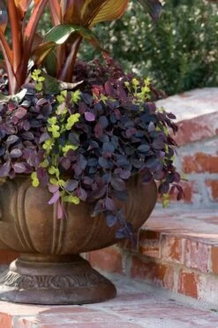 Purple Pixie Loropetalum - 1 Gallon Pot -Green Haven Shop Loropetalum Purple Pixie 104 2