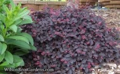 Purple Pixie Loropetalum - 3 Gallon Pot -Green Haven Shop Loropetalum Purple Pixie 12