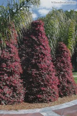 Zhuzhou Loropetalum (Chinese Fringeflower) - 7 Gallon Pot 12 Zhuzhou Loropetalum (Chinese Fringeflower) - 7 Gallon Pot -Green Haven Shop Loropetalum ZhuZhou 22