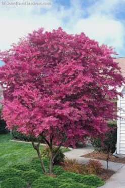Zhuzhou Loropetalum (Chinese Fringeflower) - 7 Gallon Pot 11 Zhuzhou Loropetalum (Chinese Fringeflower) - 7 Gallon Pot -Green Haven Shop Loropetalum ZhuZhou 23