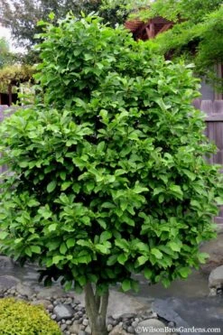 Ann Magnolia Tulip Tree - 5 Gallon Pot 13 Ann Magnolia Tulip Tree - 5 Gallon Pot -Green Haven Shop Magnolia Ann 112 2