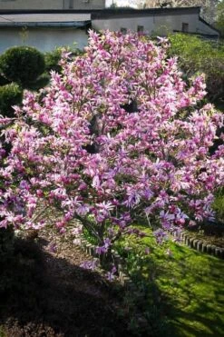 Betty Magnolia Tulip Tree - 1 Gallon Pot -Green Haven Shop Magnolia Betty 7 1
