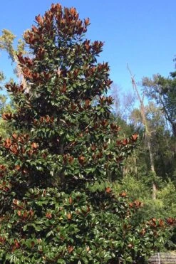 Brackens Brown Beauty Magnolia - 5 Gallon Pot 10 Brackens Brown Beauty Magnolia - 5 Gallon Pot -Green Haven Shop Magnolia Bracken Brown Beauty 500x750 5