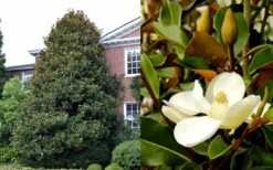 Brackens Brown Beauty Magnolia - 3 Gallon Pot -Green Haven Shop Magnolia Brackens Brown Beauty 1