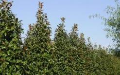 Brackens Brown Beauty Magnolia - 1 Gallon Pot 13 Brackens Brown Beauty Magnolia - 1 Gallon Pot -Green Haven Shop Magnolia Brackens Brown Beauty 6 5