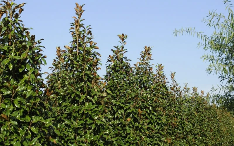 Brackens Brown Beauty Magnolia - 1 Gallon Pot 7 Brackens Brown Beauty Magnolia - 1 Gallon Pot - Image 7