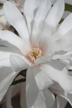 Centennial Star Magnolia - 1 Gallon Pot -Green Haven Shop Magnolia Centennial 11 1