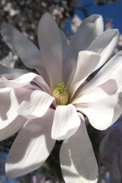 Centennial Star Magnolia - 1 Gallon Pot -Green Haven Shop Magnolia Centennial 13 1