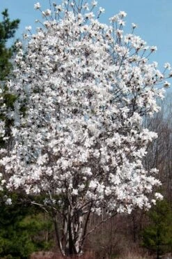 Centennial Star Magnolia - 1 Gallon Pot -Green Haven Shop Magnolia Centennial 19 1