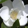 Claudia Wannamaker Southern Magnolia - 7 Gallon Pot (4-5')
