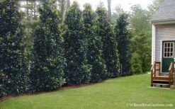 Claudia Wannamaker Southern Magnolia - 5 Gallon Pot -Green Haven Shop Magnolia Claudia Wannamaker 2