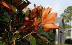 Claudia Wannamaker Southern Magnolia - 5 Gallon Pot -Green Haven Shop Magnolia Claudia Wannamaker 3