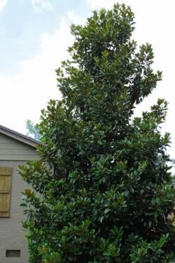 Claudia Wannamaker Southern Magnolia - 5 Gallon Pot -Green Haven Shop Magnolia Claudia Wannamaker 4