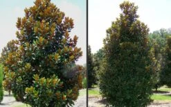 D. D. Blanchard Southern Magnolia - 5 Gallon Pot -Green Haven Shop Magnolia DD Blanchard