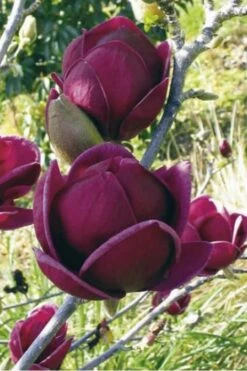 Genie Magnolia Tulip Tree - 7 Gallon Pot (3-4') -Green Haven Shop Magnolia Genie 10