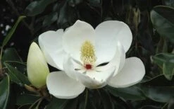 Kay Parris Southern Magnolia - 3 Gallon Pot -Green Haven Shop Magnolia Little Gem Bloom 2