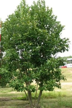 Moonglow Sweetbay Magnolia Tree (Magnolia Virginiana 'Jim Wilson') - 7 Gallon Pot (3-4') 10 Moonglow Sweetbay Magnolia Tree (Magnolia Virginiana 'Jim Wilson') - 7 Gallon Pot (3-4') -Green Haven Shop Magnolia Moonglow Sweetbay 6