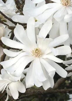 Royal Star Magnolia - 2 Gallon Pot -Green Haven Shop Magnolia Royal Star 10