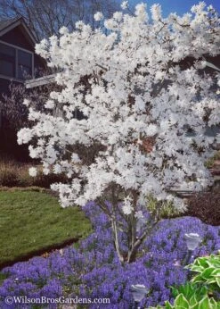 Royal Star Magnolia - 3 Gallon Pot -Green Haven Shop Magnolia Royal Star 12 1