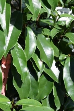 Stellar Ruby Magnolia X Figo (Banana Shrub Hybrid) - 7 Gallon Pot (4-5') -Green Haven Shop Magnolia Stellar Ruby 2