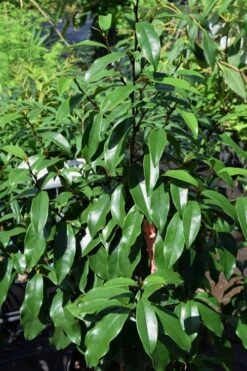 Stellar Ruby Magnolia X Figo - Banana Shrub Hybrid - 7 Gallon Pot (3-4') -Green Haven Shop Magnolia Stellar Ruby 3 1