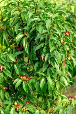 Stellar Ruby Magnolia X Figo - Banana Shrub Hybrid - 7 Gallon Pot (3-4') -Green Haven Shop Magnolia Stellar Ruby 4 1