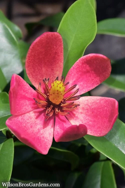 Stellar Ruby Magnolia X Figo - Banana Shrub Hybrid - 2 Gallon Pot 1 Stellar Ruby Magnolia X Figo - Banana Shrub Hybrid - 2 Gallon Pot