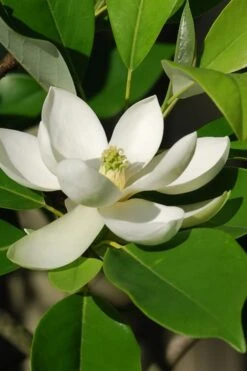 Sweetbay Magnolia - 5 Gallon Pot -Green Haven Shop Magnolia Sweet Bay 10 1