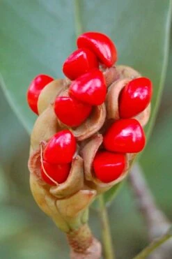 Southern Sweetbay Swamp Magnolia (M.v.australis) - 5 Gallon Pot -Green Haven Shop Magnolia Sweet Bay 14
