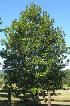 Southern Sweetbay Swamp Magnolia (M.v.australis) - 5 Gallon Pot -Green Haven Shop Magnolia Sweet Bay 17