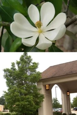 Sweetbay Magnolia - 5 Gallon Pot -Green Haven Shop Magnolia Sweetbay 2 500x750 2