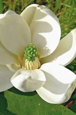 Moonglow Sweetbay Magnolia Tree (Magnolia Virginiana 'Jim Wilson') - 7 Gallon Pot (3-4')