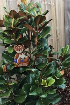 Teddy Bear Dwarf Southern Magnolia - 7 Gallon Pot (3-4') -Green Haven Shop Magnolia Teddy Bear 4