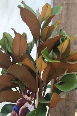 Teddy Bear Dwarf Southern Magnolia - 7 Gallon Pot (3-4') -Green Haven Shop Magnolia Teddy Bear 6