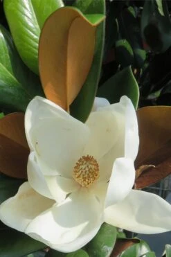 Teddy Bear Dwarf Southern Magnolia - 7 Gallon Pot (3-4') -Green Haven Shop Magnolia Teddy Bear 7