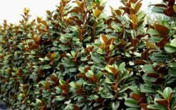 Teddy Bear Dwarf Southern Magnolia - 7 Gallon Pot (3-4') -Green Haven Shop Magnolia Teddy Bear 8