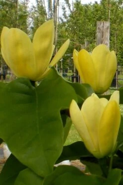 Yellow Bird Magnolia Tulip Tree - 1 Gallon Pot -Green Haven Shop Magnolia Yellow Bird 10 1