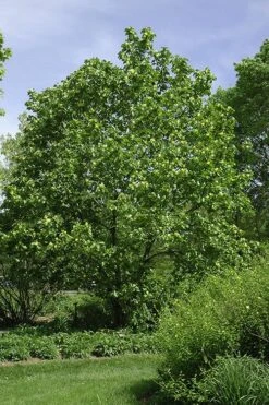 Yellow Bird Magnolia Tulip Tree - 3 Gallon Pot -Green Haven Shop Magnolia Yellow Bird 100