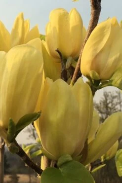 Yellow Bird Magnolia Tulip Tree - 3 Gallon Pot -Green Haven Shop Magnolia Yellow Bird 14