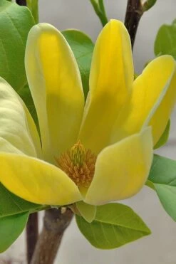 Yellow Bird Magnolia Tulip Tree - 3 Gallon Pot -Green Haven Shop Magnolia Yellow Bird 16