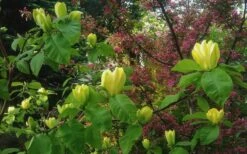 Yellow Bird Magnolia Tulip Tree - 3 Gallon Pot -Green Haven Shop Magnolia Yellow Bird 18