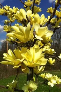 Yellow Bird Magnolia Tulip Tree - 3 Gallon Pot -Green Haven Shop Magnolia Yellow Bird 32