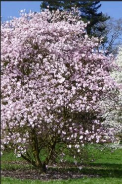 Centennial Blush Star Magnolia - 3 Gallon Pot -Green Haven Shop Magnolia stellata centennial blush 2